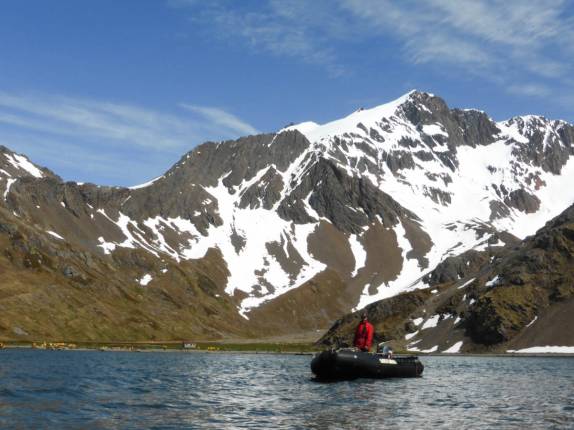O Dave nos acompanha de perto em um zodiac em Ocean Harbour, na Geórgia do Sul